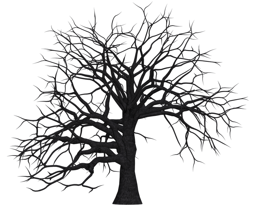 tree-1511603_960_720