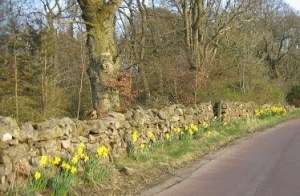 daffs 4
