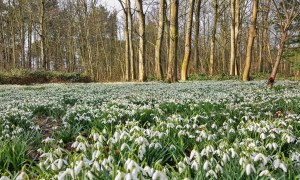snowdrops 8
