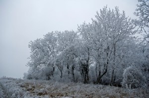 Frosty Trees am Birting
